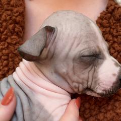 Suede - American Hairless Terrier puppy from Make-It-Neiked Pups