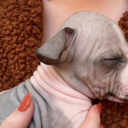 Suede - American Hairless Terrier puppy from Make-It-Neiked Pups