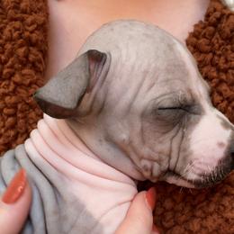 Suede - American Hairless Terrier puppy from Make-It-Neiked Pups