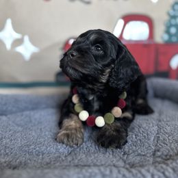 Angel - Merle female Cockapoo puppy in Bountiful, Utah from EasyBreezyDoodles