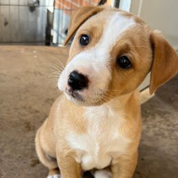 Albert - White and tan male Russell Terrier puppy in Orange, Virginia from Woodside