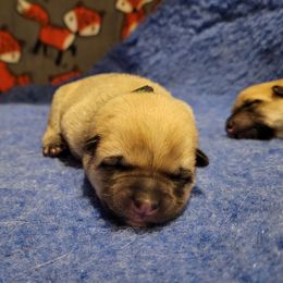 Male 1 - Wheaten male Norwegian Buhund puppy in Fort Collins, Colorado from Yggdrasil Buhunds