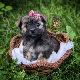 Briar - Black and gold female Morkie puppy in Barren Springs, Virginia from Seeking Shalom Acres Maltese, Maltipoos & Havamalts