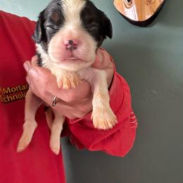 Blue - Tri-color male Cavalier King Charles Spaniel puppy in Greenleaf, Wisconsin from Ledgetop Family Cavaliers