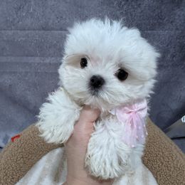 Lulu - White female Maltese puppy in California from Yorkie & Maltese Royalty