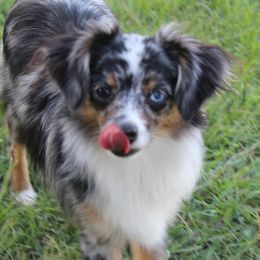 Miniature Australian Shepherds and Toy Australian Shepherds from T Bar T Aussies