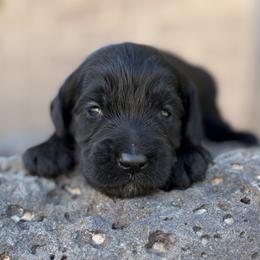 Gucci - Black male Goldendoodle puppy in Twin Falls, Idaho from Magic Valley Family Doodles