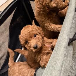 Labradoodle Puppies from California Double Doodles