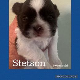 Stetson - Liver and white male Shih Tzu puppy in Beatrice, Nebraska from I Shih Tzu Not Puppies