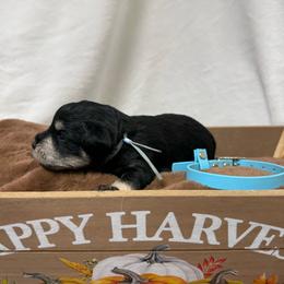 Black silver blue collar - Black and silver male Miniature Schnauzer puppy in Teton County, Montana from East Front Labradors & Treasure State Schnauzers