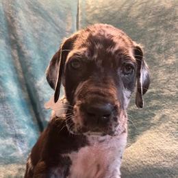 Great Danes from Jackie D's Danes