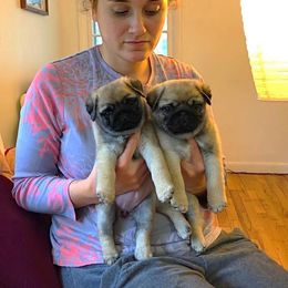 Havanese and Pug Puppies from Casa Blanca Pugs & Mardi Gras Havanese