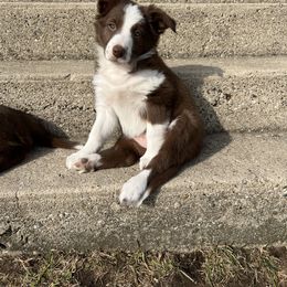 Border Collie Puppies from Pineview Farm