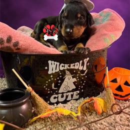 Orange Collar - Black and rust female Doberman Pinscher puppy in Canton, Ohio from Aaliyah’s Dobies