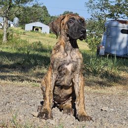 Yarra - Brindle female Great Dane puppy in Jerusalem, Arkansas from Mara Danes
