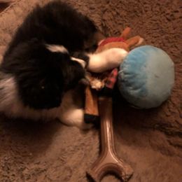 Australian Shepherd and Collie Puppies from Nicara kennel