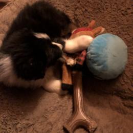 Australian Shepherd and Collie Puppies from Nicara kennel