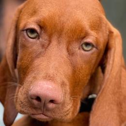 Copper - Vizsla