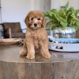 Starks - Apricot male Goldendoodle puppy in St George, Utah from Doodle Bears of Southern Utah