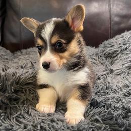 EKG-1 - Black and tan female Pembroke Welsh Corgi puppy in Stockton, Iowa from Infinity Corgis