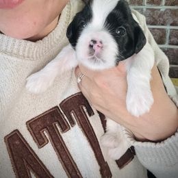 Alfie - Black and white male Cavatzu puppy in Turlock, California from Charming Woofs