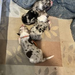Male 3 - Red merle male Border Collie puppy in Shell Knob, Missouri from Stoneridge Kennel