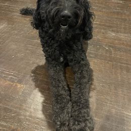 June - Goldendoodle