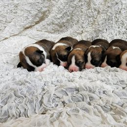 Pembroke Welsh Corgi Puppies from Cozy Corgi Ranch