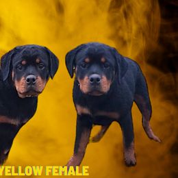 Yellow female 💛 - Black and tan Rottweiler puppy in Stanton, Tennessee from Bonnie and Clyde Rottweilers LLC