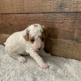 Koda - Parti male Poodle puppy in Haddam, Kansas from Golden B Acres