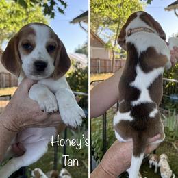 PENDING - Honeys Tan - Red and white female Beagle puppy in Brownsville, Oregon from Beagles on the Run