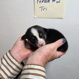 Daisy - Black and tan female Pembroke Welsh Corgi puppy in Tucson, Arizona from D-S Ranch Corgis