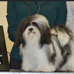 Havanese Puppies from SunWyst Havanese