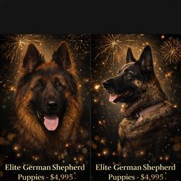 German Shepherd Puppies from Brooks High Quality Breeders