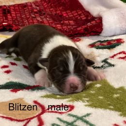 Blitzen - Red tri-color male Australian Shepherd puppy in Howardsville, Virginia from Spectacular Aussies and Cavaliers