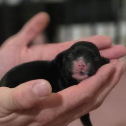 Echo - Black male Cocker Spaniel puppy in Winston Salem, North Carolina from Cocker Cottage