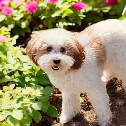 Cavapoos, Goldendoodles, and Poodles from Diamond Companions