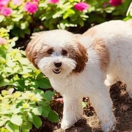 Cavapoos, Goldendoodles, and Poodles from Diamond Companions