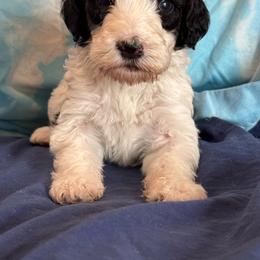 Templeton - Tri-color male Bernedoodle puppy in Longmont, Colorado from Colorado Miniature Bernedoodle Puppies