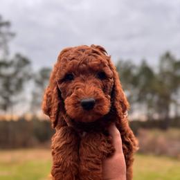 Krew - Red  male Poodle puppy in Osyka, Mississippi from Southern Sunshine Standards