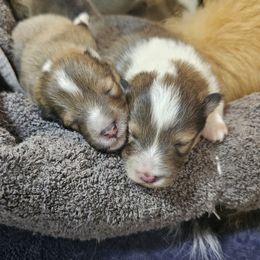 Shetland Sheepdog Puppies from Winterfell Shetland Sheepdogs
