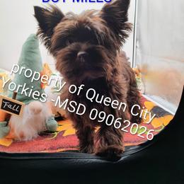 Miles ( Davis) - Chocolate and tan male Yorkshire Terrier puppy in Charlotte, North Carolina from Queen City Yorkies