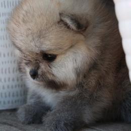 Paulina - Orange sable female Pomeranian puppy in Los Angeles, California from Pommies of LA