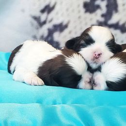 Shih Tzu Puppies from Delight Shihtzu