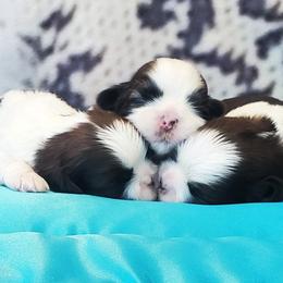 Shih Tzu Puppies from Delight Shihtzu