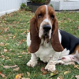 Irkin - Basset Hound