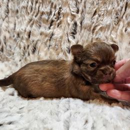 Chocolate sable - Chocolate sabled fawn female Chihuahua puppy in Richmond, Virginia from Breens