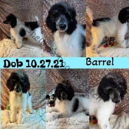 Poodle Puppies from Shellie’s Poodle Patch