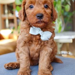Brooks - Red  male Goldendoodle puppy in Salado, Texas from Red Ranch Dogs