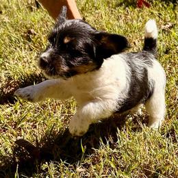 Dolly - Tri-color female Russell Terrier puppy in Burns, Tennessee from Terrier Town of Tennessee